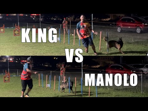Belgian Malinois head to head | Dog Agility