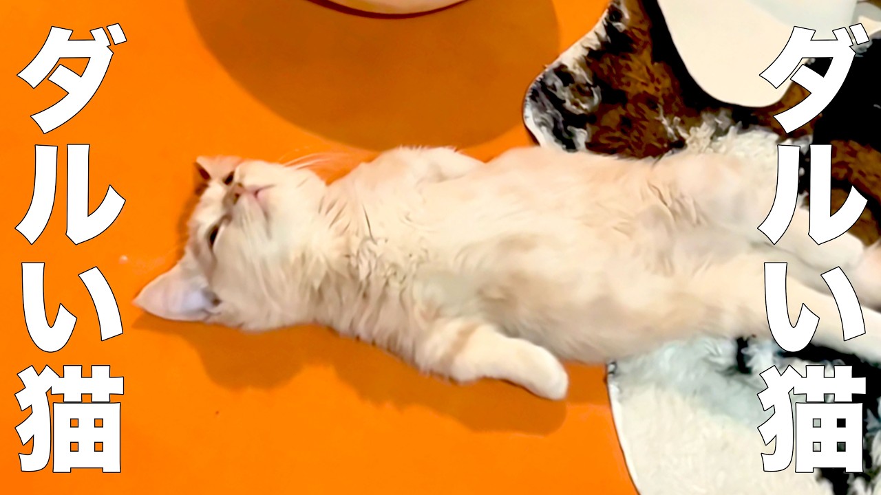 ダルいが口癖のネコ【アフレコ】