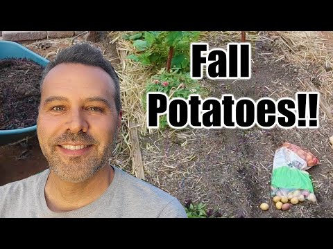 , title : 'Planting Potatoes in Fall // Any Climate!'
