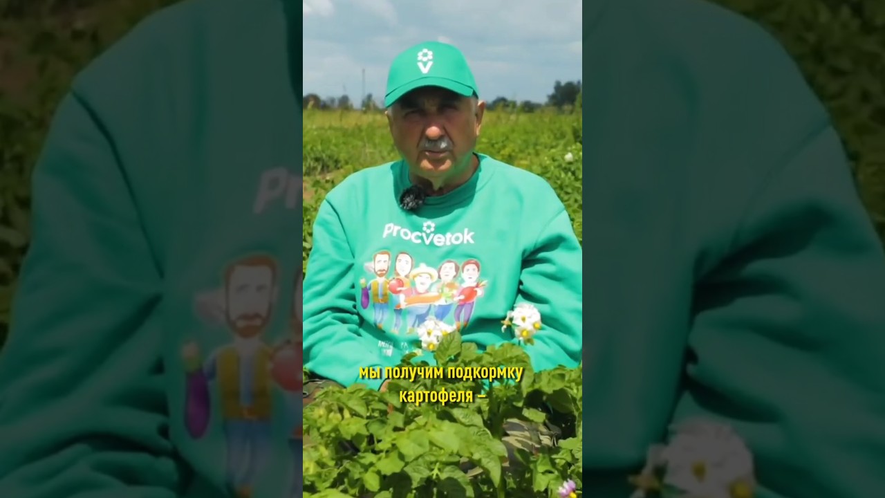 Без фитофторы и колорадского жука! Картофель растет крупный и чистый после простой обработки
