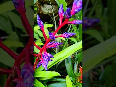 Blue tango bromeliad flower Playa del Carmen Mexico tropical Caribbean jungle city plant life