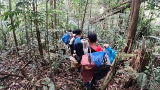 Download lagu HARI PERTAMA MENJELAJAH HUTAN TERDALAM SUMATRA BANYAK BURUNG CUCAK IJO DI SINI mp3