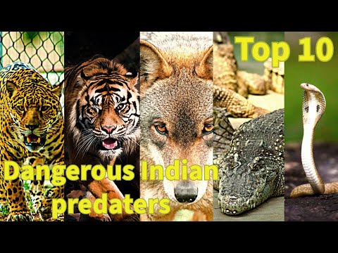 Indian wildlife | 10 dangerous predaters in india | curious geek