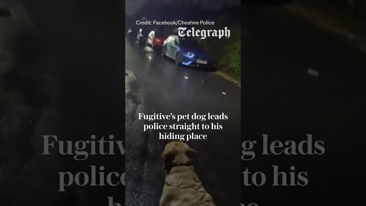 Video: Charles Foy arrested after Labrador leads police to loft hiding spot