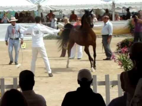 QR Marc by Marwan Al Shaqab out of Sweetdrams  Menton