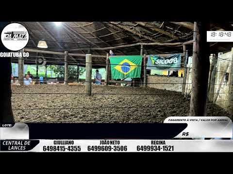 Leilão de gado em Goiatuba Goiás,  14/03/2026 - Mata Preta  Leilões - 14:00 Hs