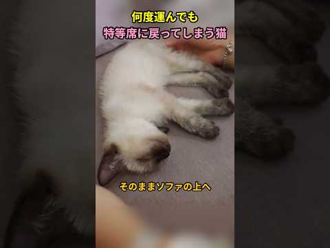 何度運んでも特等席に戻ってしまう猫#猫 #猫動画 #猫のいる暮らし
