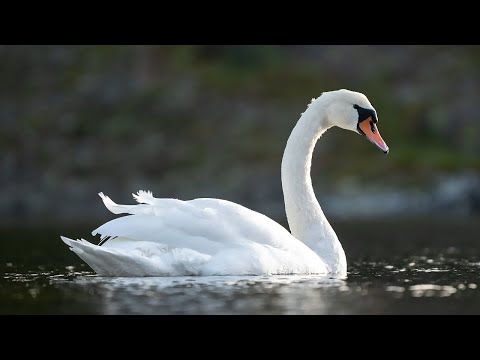 POV Swan Photography with Sony 200-600mm + A7IV