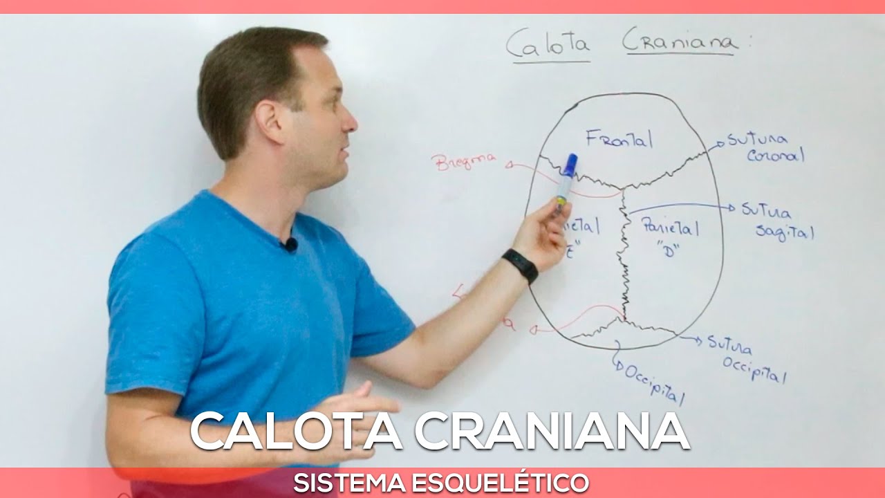 Calota craniana