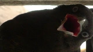 preview picture of video 'Baby crow singing after eating watermelon'
