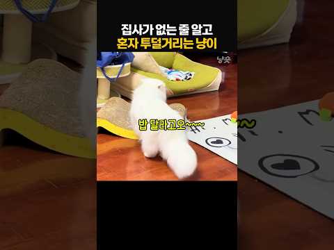집사가 없는 줄 알고 투덜투덜 혼잣말 하는 고양이ㅋㅋ