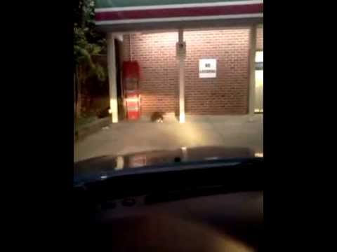 YouTube video about: Does 7 eleven have cat food?