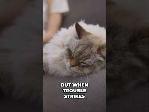 Meet Your New Tactical Cat Guardian for Ultimate Home Defense!