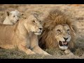 LION DOCUMENTARY