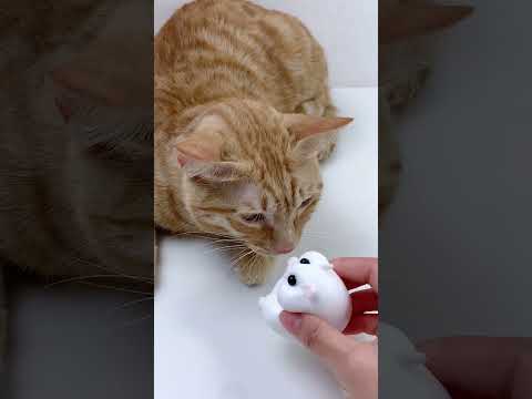 FUFUSQUISHY ASMR 🐱🐱 Cat