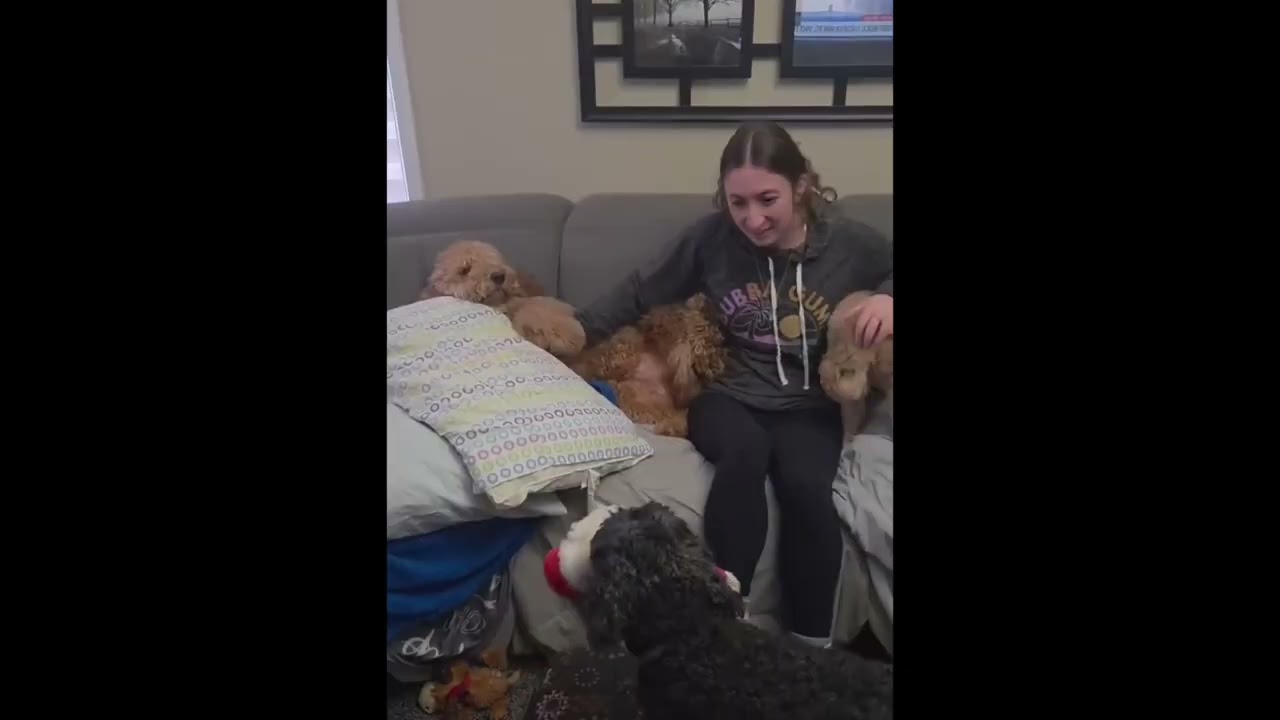 TEDDY, an adopted mixed breed in Richmond Hill , ON video 6/6