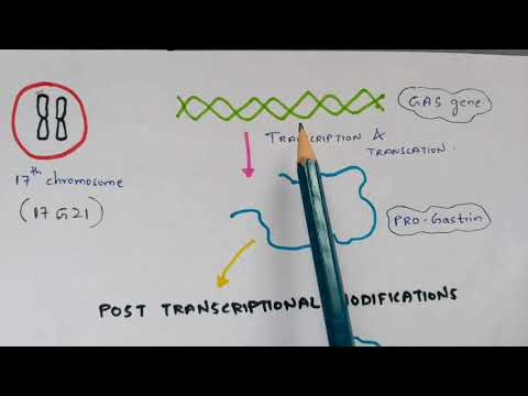 Pituitary gland structure function and hormones Anterior and posterior pituitary gland