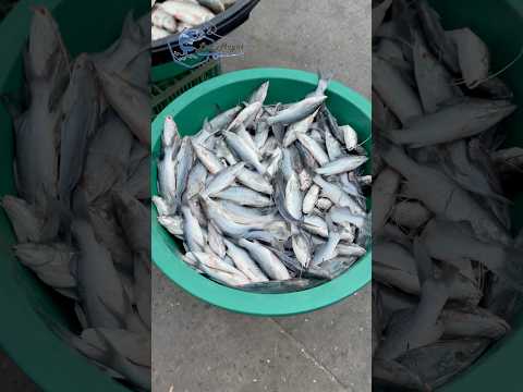 Martes 23 de diciembre de 2025 #riomagdalena #PuertoWilches #santander  #elreporterodelriomagdalena