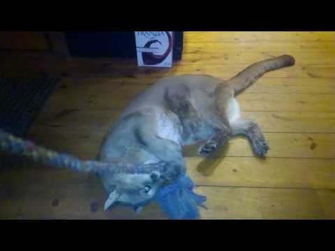 Talina playing in the living room