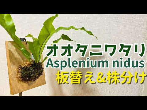 園芸 オオシマスゲ、オオシマスゲ、オオシマスゲ