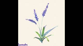 Cover art for Lavender