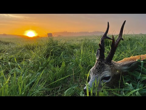 Blattjagd auf starke Böcke in Masuren - Lebensbock auf der Strecke!
