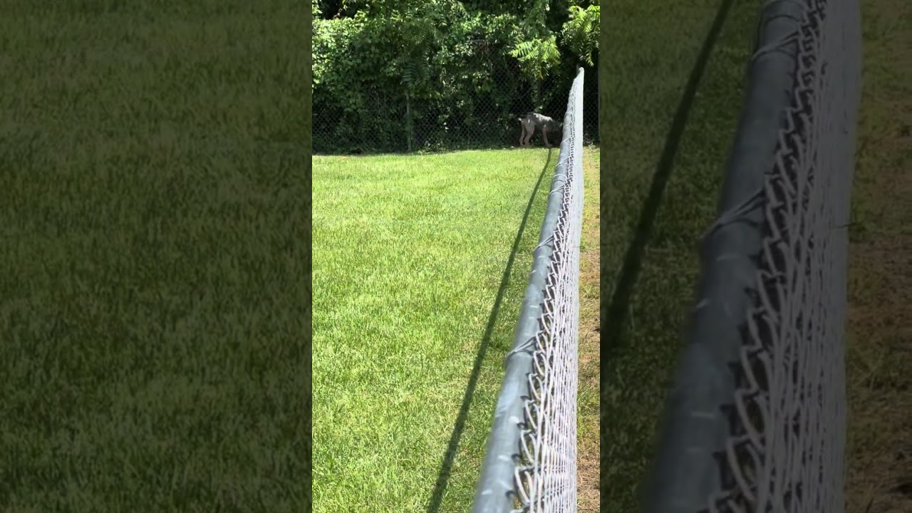 Pearl, a Adoptable Hound in Rocky Mount, NC video 4/4