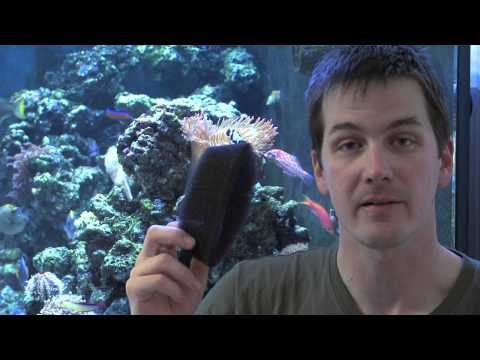 Mr. Saltwater Tank TV Friday Am Quick Tip #106: Protect Nemo's House