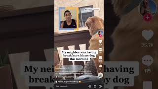 Golden Makes Friends With His Neighbor On The Opposite Balcony | The Dodo Golden Makes Friends With His Neighbor On The Opposite Balcony | The Dodo