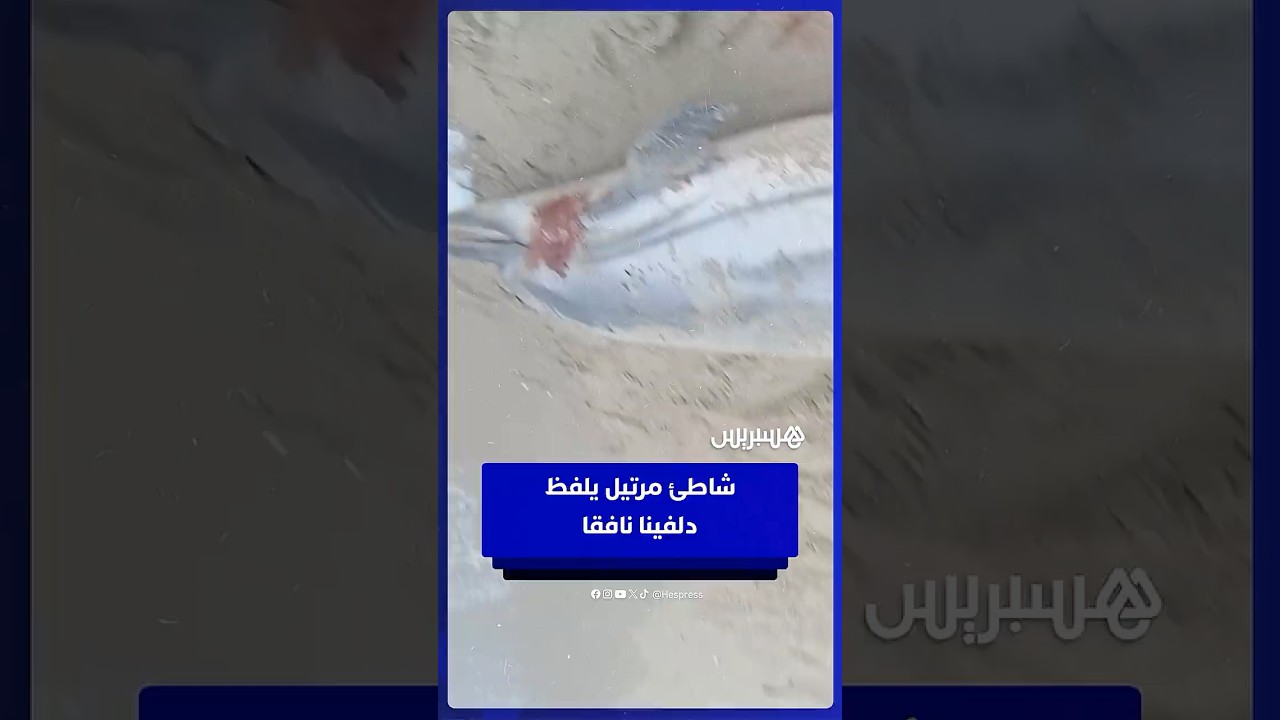 شاطئ مرتيل يلفظ  دلفينا نافقا thumbnail
