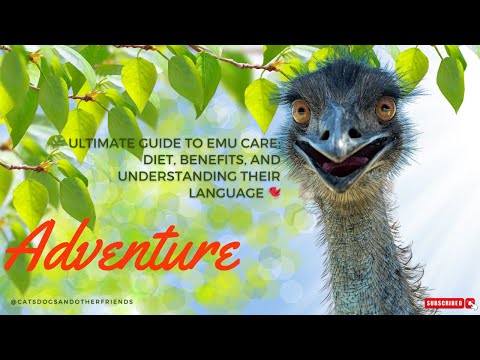 🌿 Ultimate Guide to Emu Care: Diet, Benefits, and Understanding their Language 🐦