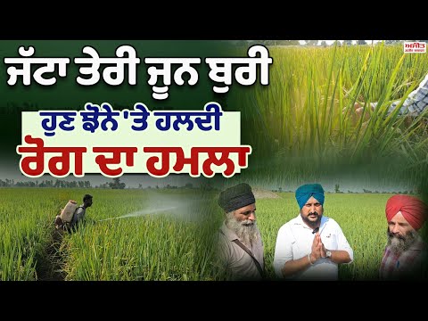 ਜੱਟਾ ਤੇਰੀ ਜੂਨ ਬੁਰੀ - ਹੁਣ ਝੋਨੇ 'ਤੇ ਹਲਦੀ ਰੋਗ ਦਾ ਹਮਲਾ 