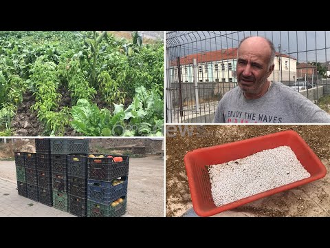 Pa ujë e me kosto të lartë, fermerët në Maliq: Shteti nuk na ndihmon, po falimentojmë