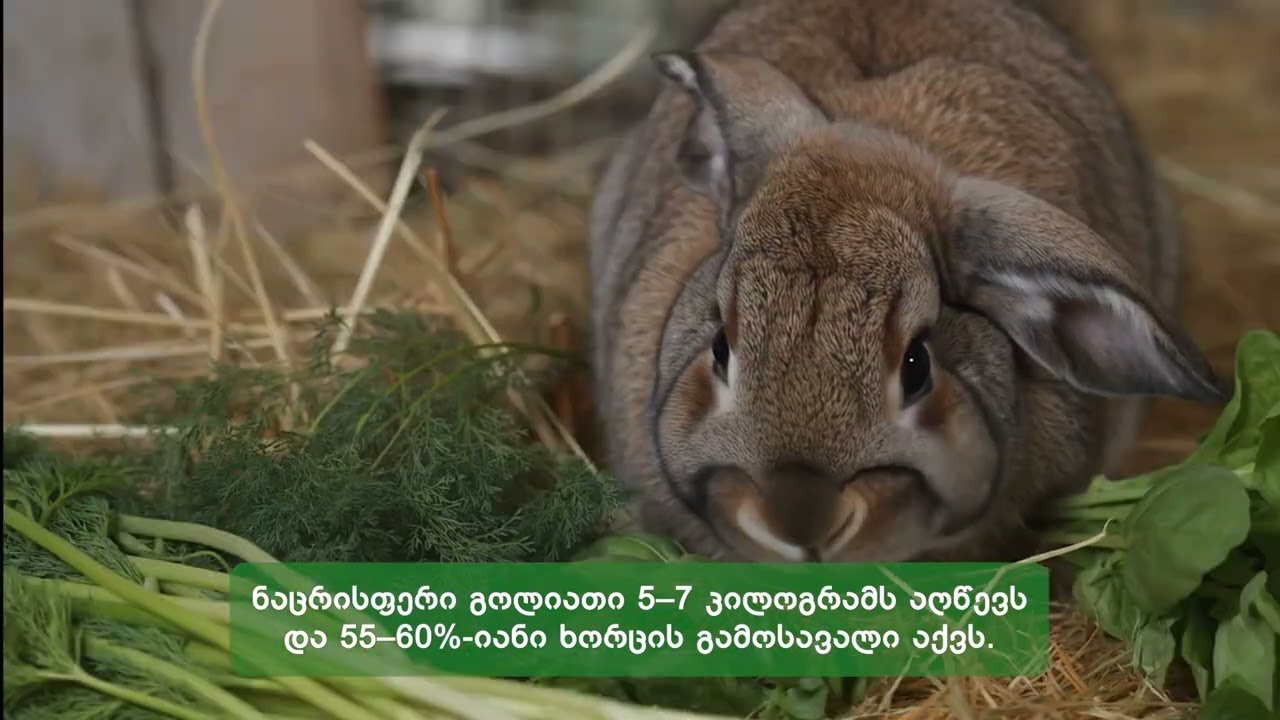 AI Video Compilation - A compilation of AI-assisted video edits by Giorgi Mantidze.