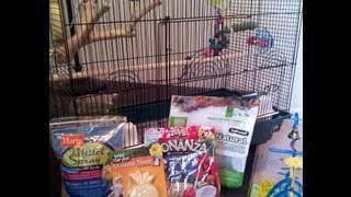 Getting a Parakeet / Budgie?  Here's What You'll Need!