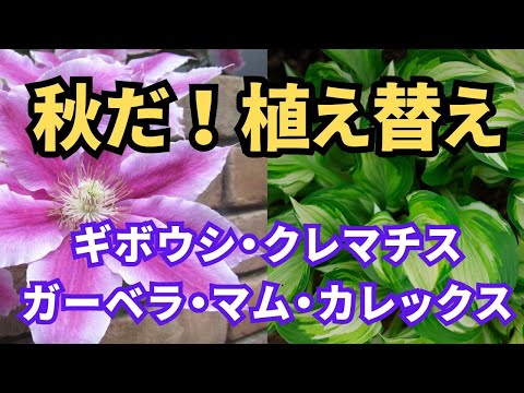 園芸 花か苞か?