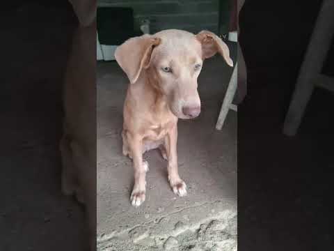 La perra mas bella y hermosa de Nancito en Remedios provincia de Chiriqui