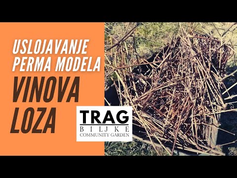 VINOVA LOZA - USLOJAVANJE PERMA MODELA (2022) [TRAG BILJKE]