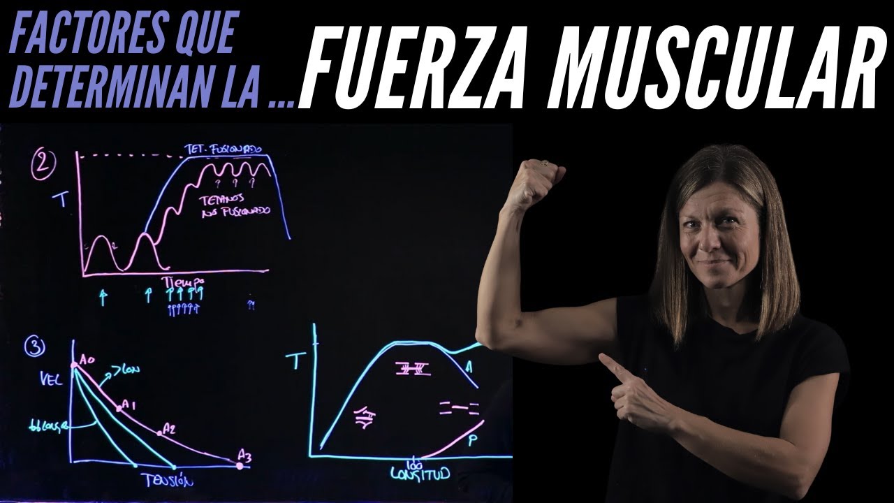 Factores que regulan la tensión muscular