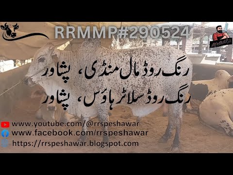 Inside Peshawar’s Ring Road Slaughterhouse | Butchery| Exclusive Documentary 2025 | RRSP300524