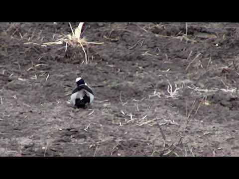 Djuma: Blacksmith Lapwing still hoping to hatch 3rd final egg - 11/20/18