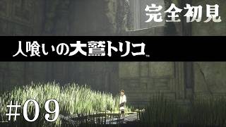 【初見プレイ】目が覚めたら大きなワシがいた Part.9【人喰いの大鷲トリコ/ネタバレ注意】