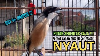 Download lagu burung cendet gacor ISIAN MEWAH AMPUH,, PANCINGAN CENDET AGAR BUNYI bikin BURUNG PENTET GACOR EMOSI mp3