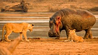 VOCÊ NÃO VAI ACREDITAR NESTES CONFRONTOS ENTRE ANIMAIS GIGANTES