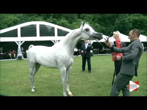 N.230 FER LISALINE - Bruges 2016 - Mares 4-6 years old (Class 112)