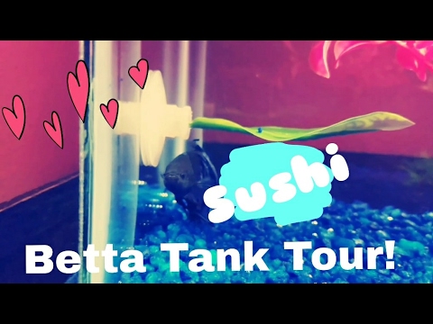 Betta Fish Tank Tour!