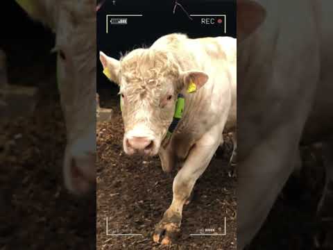 ⭕ CHAROLAIS-RINDER ✅ Größte Bullen und Kühe