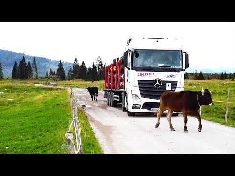 Altopiano di Marcesine (Vicenza) vita da mucche tra il traffico
