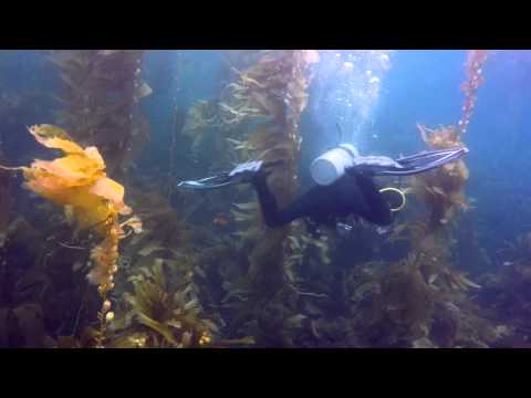 Scuba Anacapa - Channel Islands