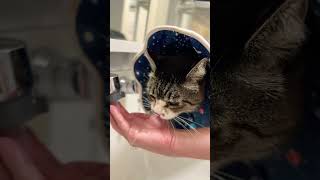 水飲むネコ